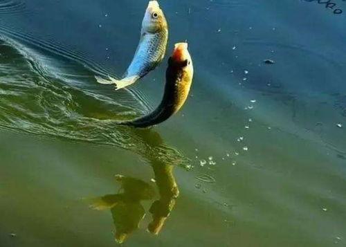 娱乐吃瓜钓鱼视频,吃瓜、钓鱼视频带你领略休闲生活新风尚  第2张