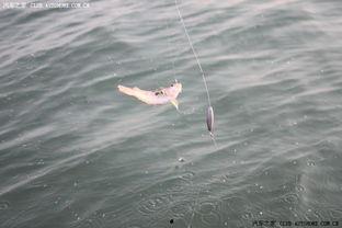 娱乐吃瓜钓鱼视频,吃瓜、钓鱼视频带你领略休闲生活新风尚  第3张