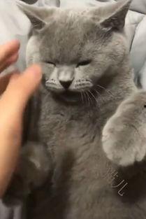 吃瓜娱乐圈懒猫儿,揭秘明星幕后故事  第3张