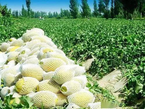 娱乐吃瓜州 第2张 娱乐吃瓜州 第2张